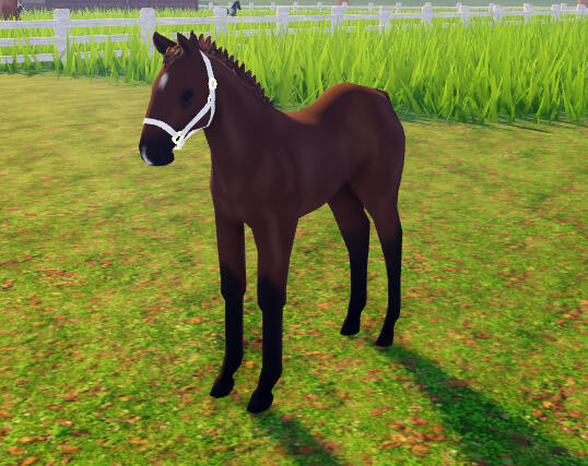 Lil Lady | Leafy Bay QH